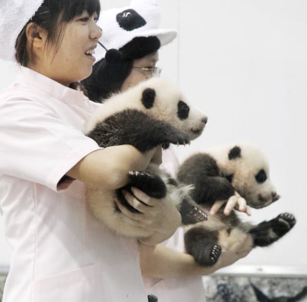 パンダ誕生すでに12頭 和歌山でなぜ繁殖成功 Nikkei Style パンダ誕生すでに12頭 和歌山でなぜ繁殖成功 Nikkei Style