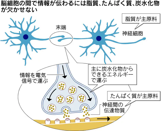 脳の働き 食事で改善 Nikkei Style