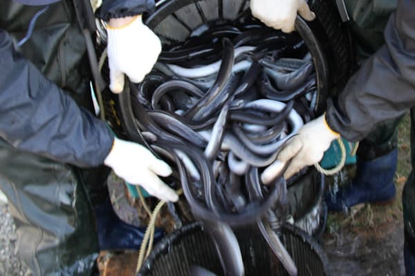 イワシは大衆魚か高級魚か 日本近海の水温が左右 Nikkei Style イワシは大衆魚か高級魚か 日本近海の水温が左右 Nikkei Style