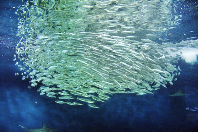 イワシの泳ぐ方向 右回り多く 群れの不思議な行動 Nikkei Style イワシの泳ぐ方向 右回り多く 群れの不思議な行動 Nikkei Style