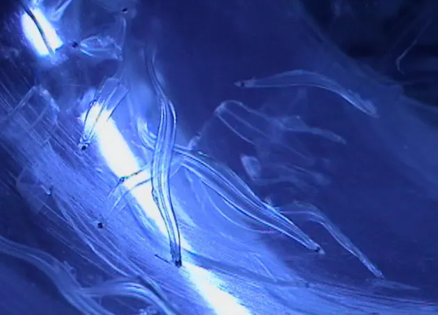 海ウナギ と 汽水ウナギ ニホンウナギに新たな謎 海で一生 4割も Nikkei Style 海ウナギ と 汽水ウナギ ニホンウナギに新たな謎 海で一生 4割も Nikkei Style