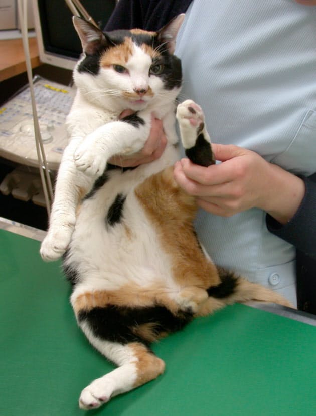 三毛猫のオスは幸運招く 希少性の理由 Nikkei Style 三毛猫のオスは幸運招く 希少性の理由 Nikkei Style