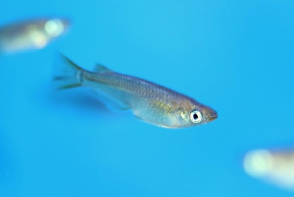 かつては身近だったメダカ 現在は絶滅危惧種に Nikkei Style かつては身近だったメダカ 現在は絶滅危惧種に Nikkei Style