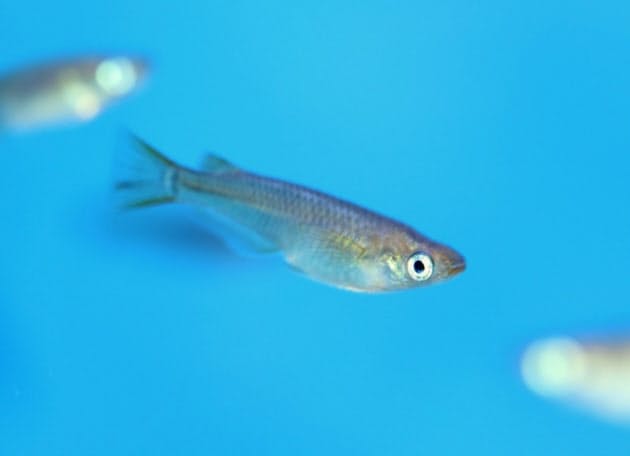 消えた メダカ の魚名 キタ と ミナミ に かつては身近だったメダカ 現在 Nikkei Style 消えた メダカ の魚名 キタ と ミナミ に かつては身近だったメダカ 現在 Nikkei Style