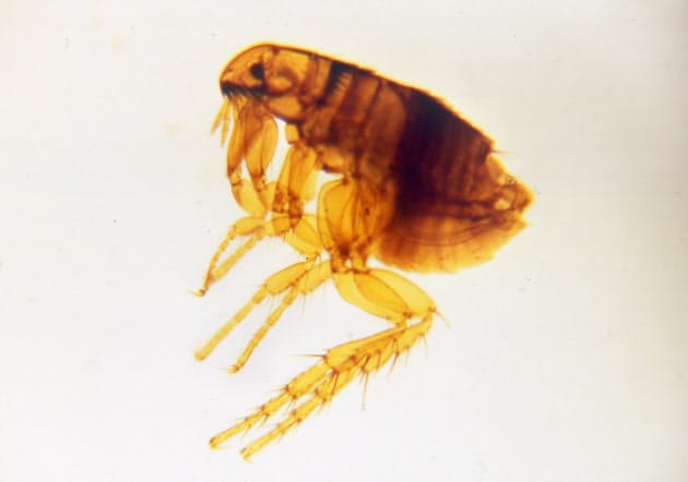 初夏にかけ活性化するネコノミ 犬や人もご用心 Nikkei Style 初夏にかけ活性化するネコノミ 犬や人もご用心 Nikkei Style