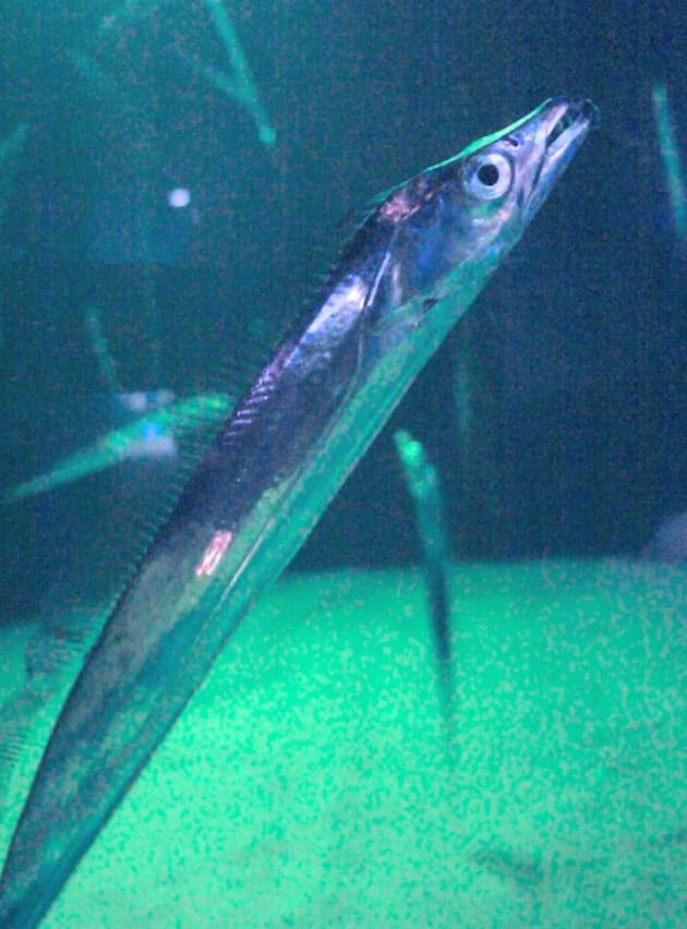 獲物を確実に捕らえる大きな口と鋭い歯 銀色の体で立ち泳ぎ 水族館の人気者タチウオ Nikkei Style 獲物を確実に捕らえる大きな口と鋭い歯 銀色の体で立ち泳ぎ 水族館の人気者タチウオ Nikkei Style