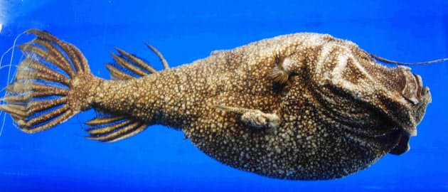 オスは4センチほど 繁殖時にメスに付着 深海の人気者 光を放つチョウチンアンコウ Nikkei Style オスは4センチほど 繁殖時にメスに付着 深海の人気者 光を放つチョウチンアンコウ Nikkei Style