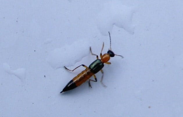夏は やけど虫 に注意 アリ似 触ると水ぶくれ Nikkei Style 夏は やけど虫 に注意 アリ似 触ると水ぶくれ Nikkei Style