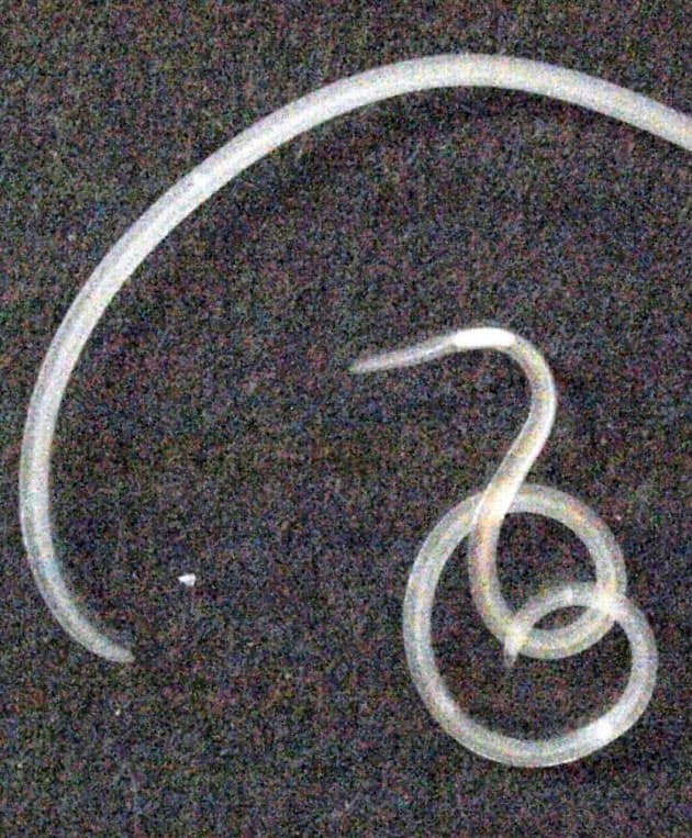 刺し身は薄く 秋の魚 寄生虫にご用心 Nikkei Style 刺し身は薄く 秋の魚 寄生虫にご用心 Nikkei Style