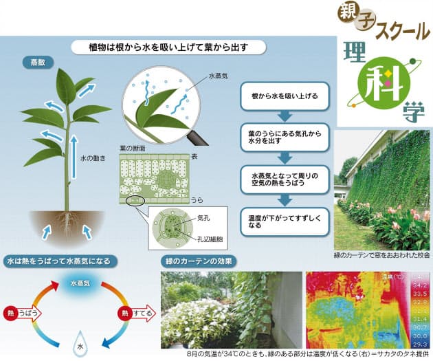 緑のカーテン どうしてすずしくなるの Nikkei Style 緑のカーテン どうしてすずしくなるの Nikkei Style