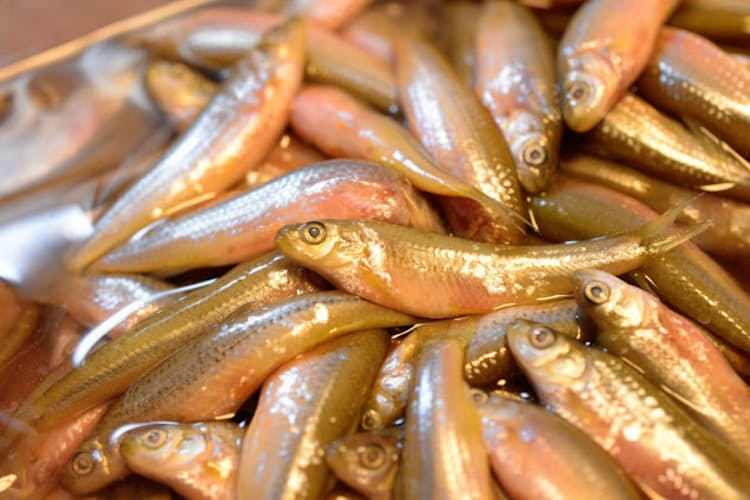 山梨の清流育ち ふじかわもろこ Nikkei Style 山梨の清流育ち ふじかわもろこ Nikkei Style