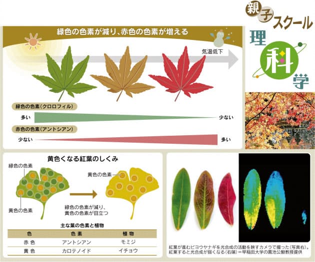 秋の紅葉 赤色や黄色があるのはなぜ Nikkei Style 秋の紅葉 赤色や黄色があるのはなぜ Nikkei Style