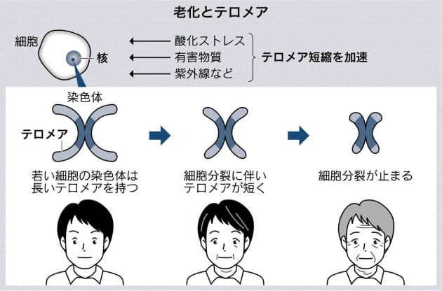 命の回数券 テロメアを守れ カギ握るは運動や睡眠 Nikkei Style 命の回数券 テロメアを守れ カギ握るは運動や睡眠 Nikkei Style