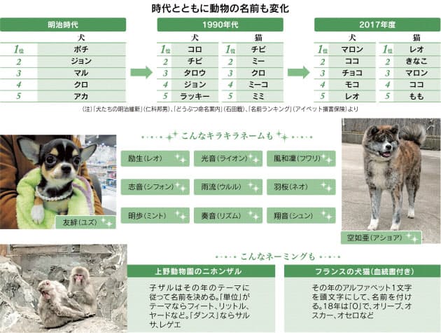 拳はパンチ 明歩はミント ペットにもキラキラネーム Nikkei Style 拳はパンチ 明歩はミント ペットにもキラキラネーム Nikkei Style