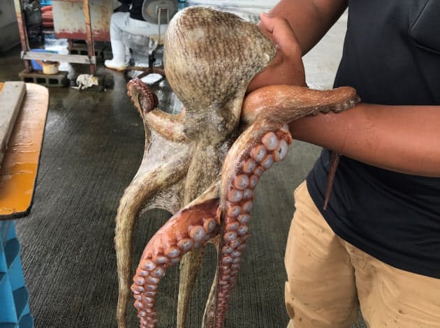 兵庫 明石のタコ アヒージョやタコづくし会席料理も Nikkei Style 兵庫 明石のタコ アヒージョやタコづくし会席料理も Nikkei Style