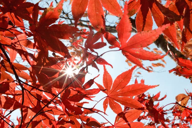 紅葉 の慣用句いろいろ Nikkei Style 紅葉 の慣用句いろいろ Nikkei Style