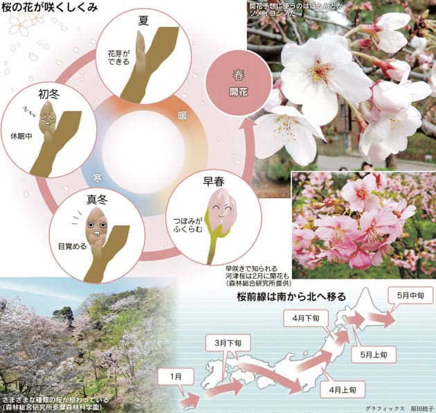 桜の花はなぜ春になると咲くの Nikkei Style 桜の花はなぜ春になると咲くの Nikkei Style