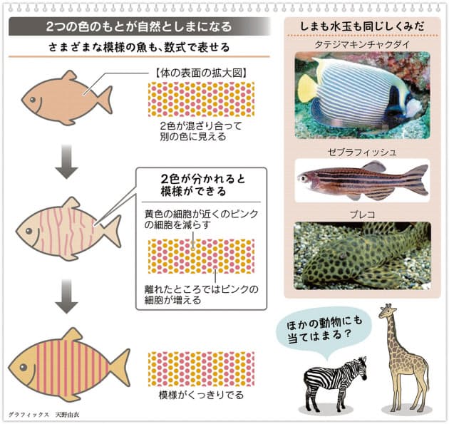 魚のしましま模様はどうやってできるの Nikkei Style 魚のしましま模様はどうやってできるの Nikkei Style