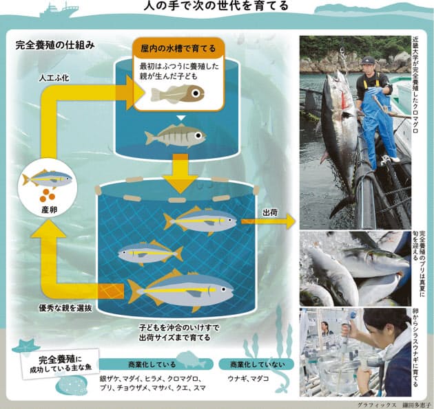 ヒラメ ブリ マサバ 卵からの完全養殖広がる Nikkei Style ヒラメ ブリ マサバ 卵からの完全養殖広がる Nikkei Style