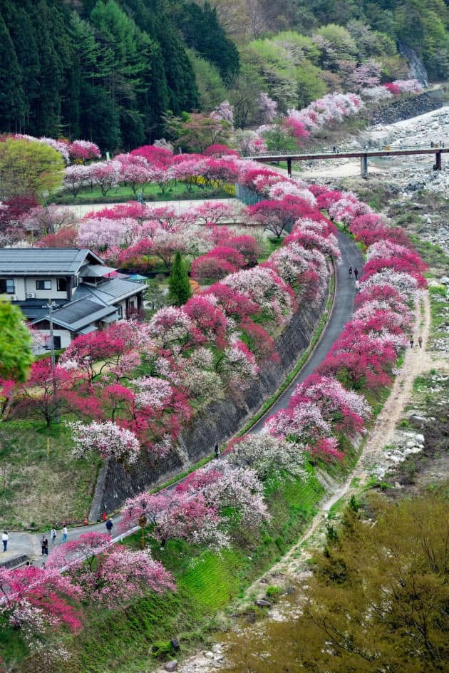 春を感じる桃の花 全国の名所10選 Nikkei Style 春を感じる桃の花 全国の名所10選 Nikkei Style