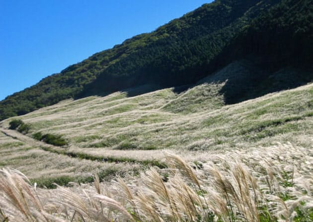 深まる秋を体感 黄金に染まるススキの絶景10選 Nikkei Style 深まる秋を体感 黄金に染まるススキの絶景10選 Nikkei Style