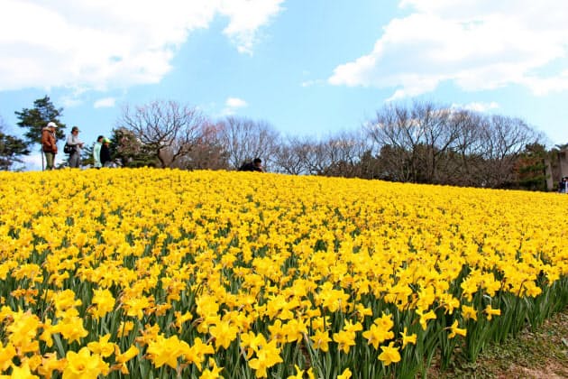 黄色や青の幻想的な花畑 桜だけじゃない花見の名所 Nikkei Style 黄色や青の幻想的な花畑 桜だけじゃない花見の名所 Nikkei Style