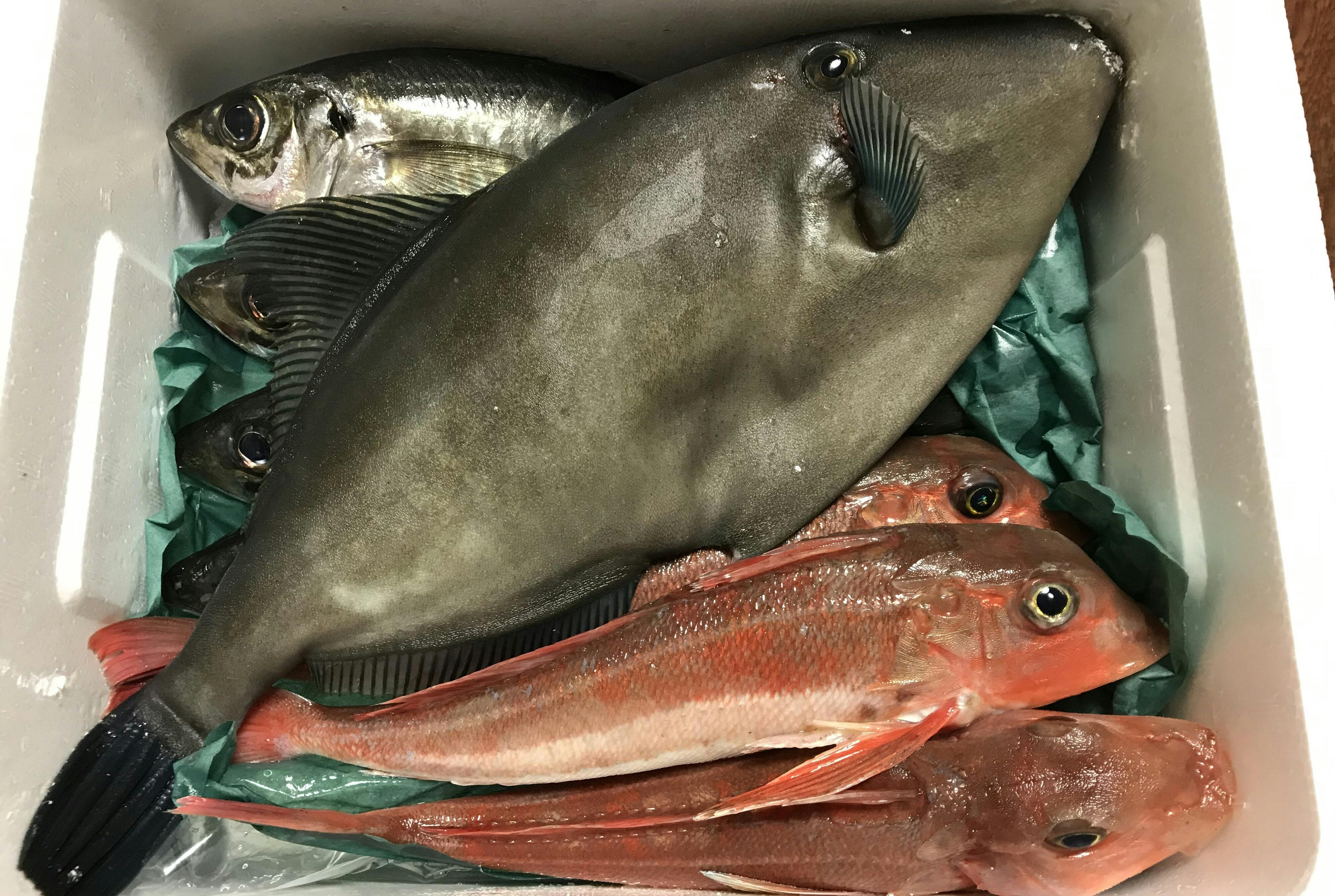 クセのある魚は揚げるといい 未利用魚を調理してみた 捨てるのもったいないうまさ Nikkei Style クセのある魚は揚げるといい 未利用魚を調理してみた 捨てるのもったいないうまさ Nikkei Style