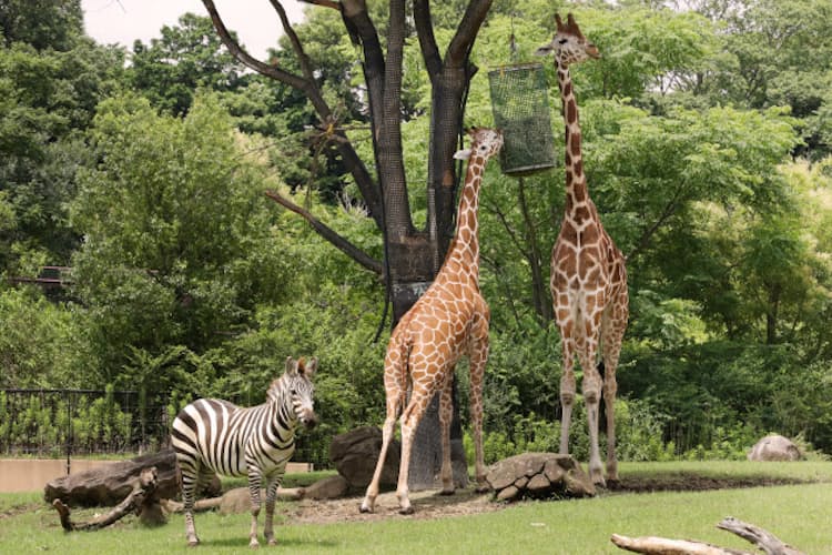 動物も喜ぶ飼育環境の良い動物園10選 保護や研究に力 Nikkei Style 動物も喜ぶ飼育環境の良い動物園10選 保護や研究に力 Nikkei Style
