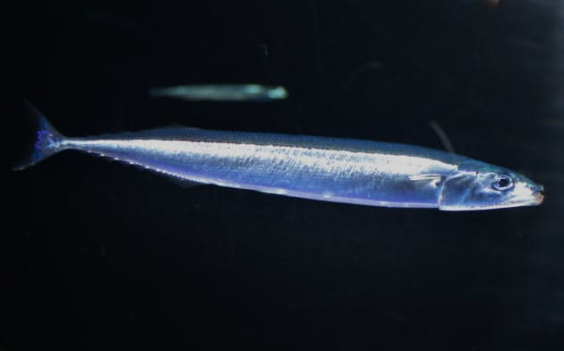 秋の味覚サンマ 飼育の難易度は最高峰 Nikkei Style 秋の味覚サンマ 飼育の難易度は最高峰 Nikkei Style