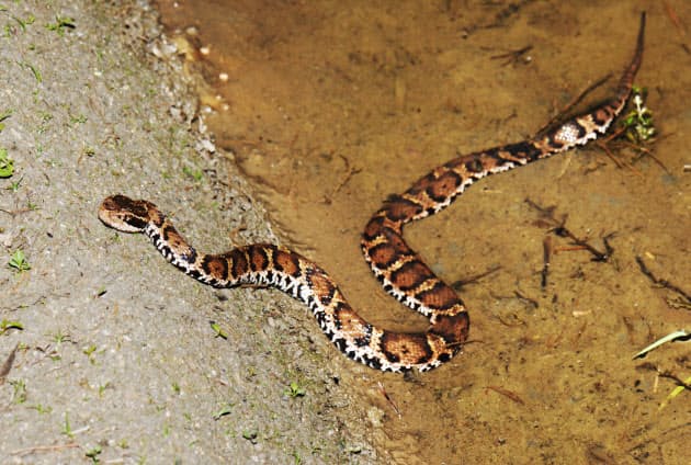 古事記にもオオナムチの受難の記述 毒蛇と毒虫 有史以前から日本人の災い Nikkei Style 古事記にもオオナムチの受難の記述 毒蛇と毒虫 有史以前から日本人の災い Nikkei Style