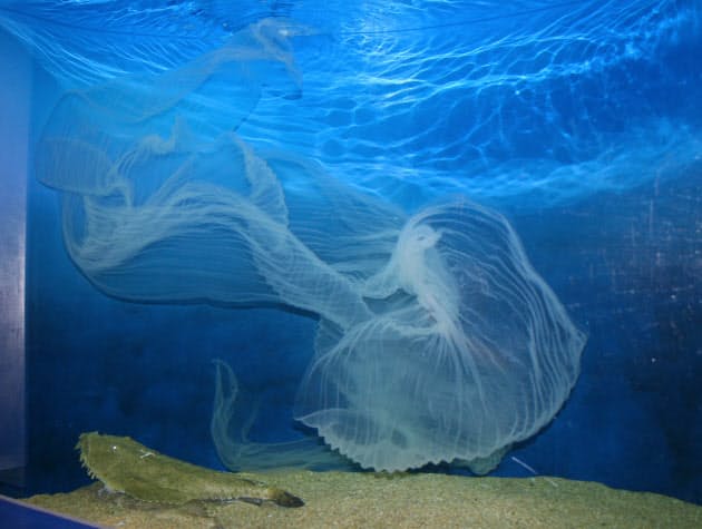 ゼラチン質の卵帯 長さ10メートルにも 東日本でよく獲れるキアンコウ 冬場の鍋の Nikkei Style ゼラチン質の卵帯 長さ10メートルにも 東日本でよく獲れるキアンコウ 冬場の鍋の Nikkei Style