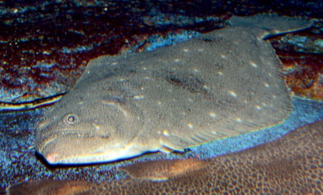 生まれたてのヒラメ 両側に目があり海中を浮遊 Nikkei Style 生まれたてのヒラメ 両側に目があり海中を浮遊 Nikkei Style