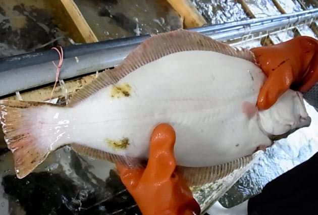 生まれたてのヒラメ 両側に目があり海中を浮遊 Nikkei Style 生まれたてのヒラメ 両側に目があり海中を浮遊 Nikkei Style