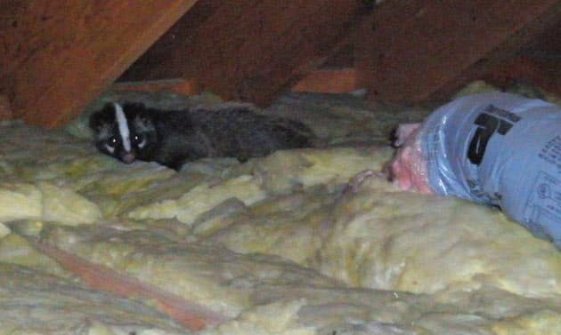 野生動物 都会の隣人に アライグマ ハクビシン Nikkei Style 野生動物 都会の隣人に アライグマ ハクビシン Nikkei Style