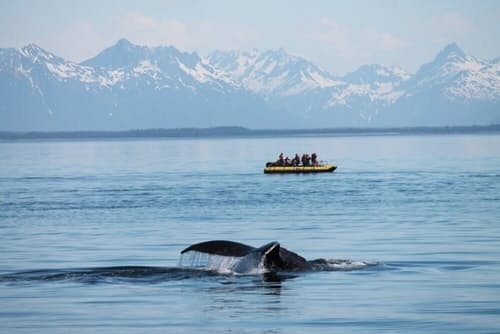 ザトウクジラの復活 アラスカの氷河を襲う温暖化 救いはザトウクジラ復活 Nikkei Style ザトウクジラの復活 アラスカの氷河を襲う温暖化 救いはザトウクジラ復活 Nikkei Style