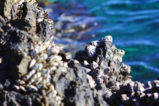 海の岩場のフジツボ 実は美味 青森 七子八珍を食す Nikkei Style 海の岩場のフジツボ 実は美味 青森 七子八珍を食す Nikkei Style