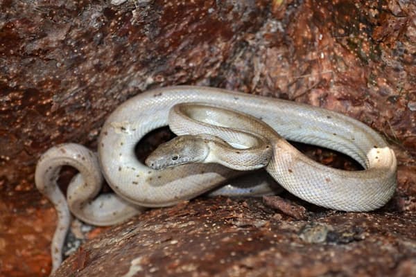 スクープ写真 交尾後にオスを絞め殺すアナコンダ Nikkei Style スクープ写真 交尾後にオスを絞め殺すアナコンダ Nikkei Style