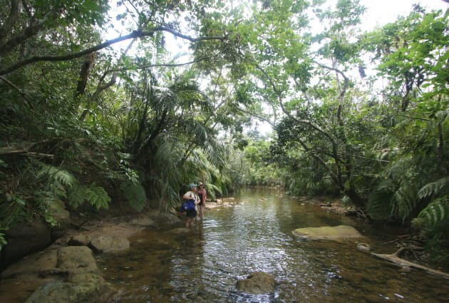外国人も驚き 日本のジャングル マングローブの神秘 Nikkei Style 外国人も驚き 日本のジャングル マングローブの神秘 Nikkei Style
