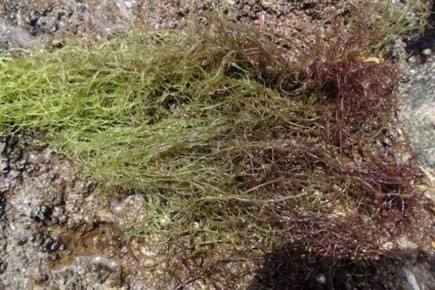 昆布 中国で油炒めに 海藻 ヨーロッパでは化粧品 Nikkei Style 昆布 中国で油炒めに 海藻 ヨーロッパでは化粧品 Nikkei Style