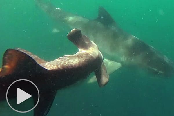 シャチ集団がクジラを襲撃 殺し屋 の圧倒的な強さ Nikkei Style シャチ集団がクジラを襲撃 殺し屋 の圧倒的な強さ Nikkei Style