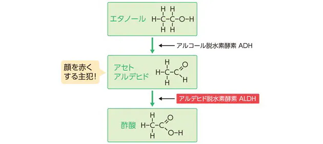 お酒で赤くなる人 ならない人 がんのリスクも違う Nikkei Style