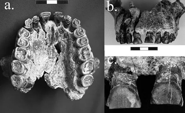 人類最古 180万年前の右利きの証拠を発見 Nikkei Style 人類最古 180万年前の右利きの証拠を発見 Nikkei Style