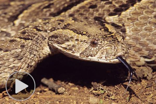 スクープ写真 交尾後にオスを絞め殺すアナコンダ Nikkei Style スクープ写真 交尾後にオスを絞め殺すアナコンダ Nikkei Style