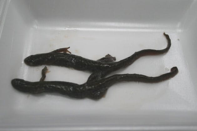 サンショウウオ 山菜 福島の秘境に 山人料理 Nikkei Style サンショウウオ 山菜 福島の秘境に 山人料理 Nikkei Style