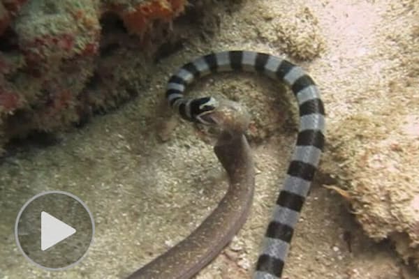 かむ 蹴る のむ 動物たちが対決 驚きの動画10選 Nikkei Style かむ 蹴る のむ 動物たちが対決 驚きの動画10選 Nikkei Style