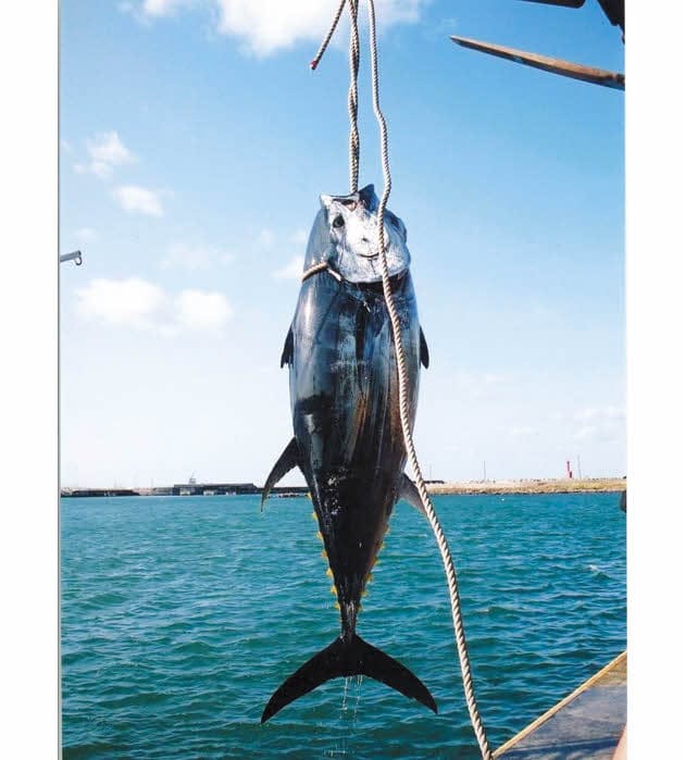 大間のマグロはここが違う ブランド食材と普通の食材の見分け方 Nikkei Style 大間のマグロはここが違う ブランド食材と普通の食材の見分け方 Nikkei Style