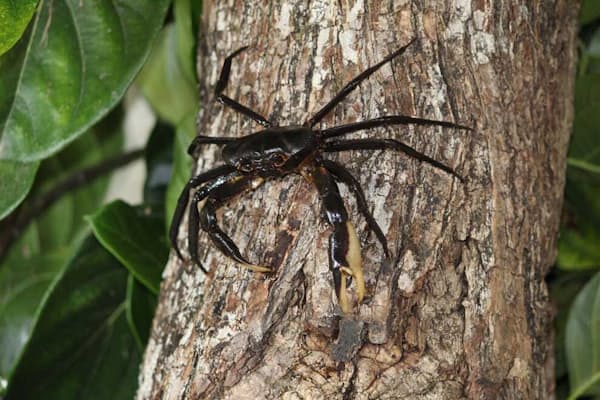 生きた化石 カブトガニ 実はクモの仲間だった Nikkei Style 生きた化石 カブトガニ 実はクモの仲間だった Nikkei Style