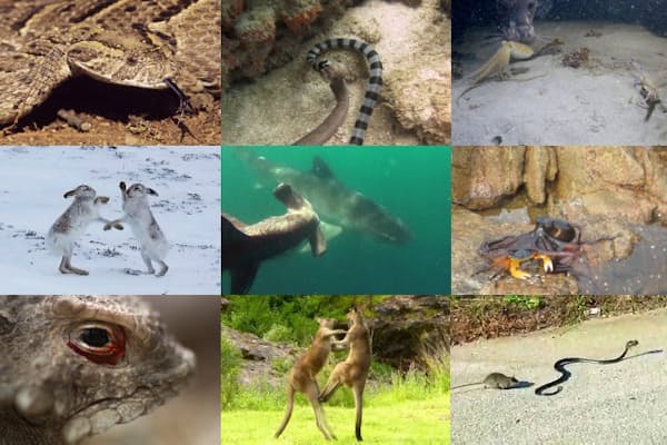 動物たちを記録して守る 写真の箱舟 絶滅する前に Nikkei Style 動物たちを記録して守る 写真の箱舟 絶滅する前に Nikkei Style