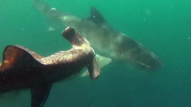 かむ 蹴る のむ 動物たちが対決 驚きの動画10選 Nikkei Style かむ 蹴る のむ 動物たちが対決 驚きの動画10選 Nikkei Style