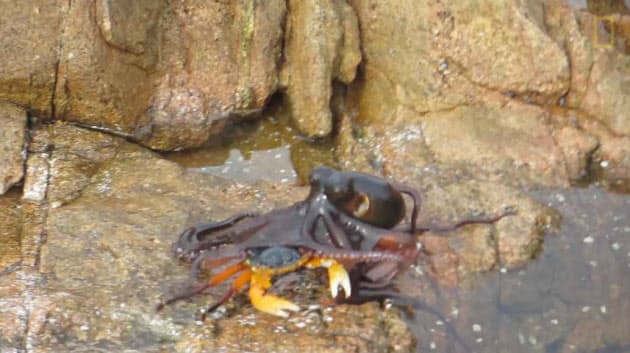 かむ 蹴る のむ 動物たちが対決 驚きの動画10選 Nikkei Style かむ 蹴る のむ 動物たちが対決 驚きの動画10選 Nikkei Style